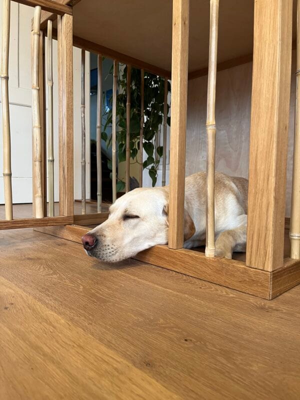 Hundebox - Image 6