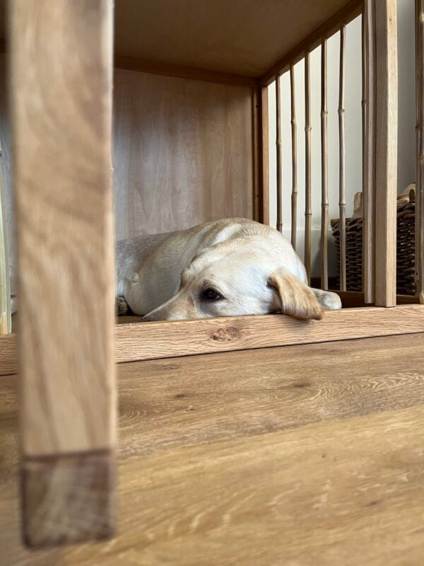 Hundebox - Image 5