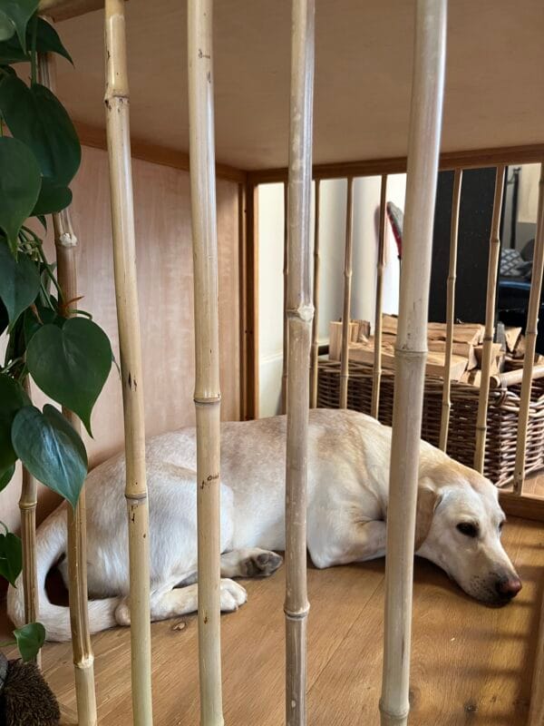 Hundebox - Image 4